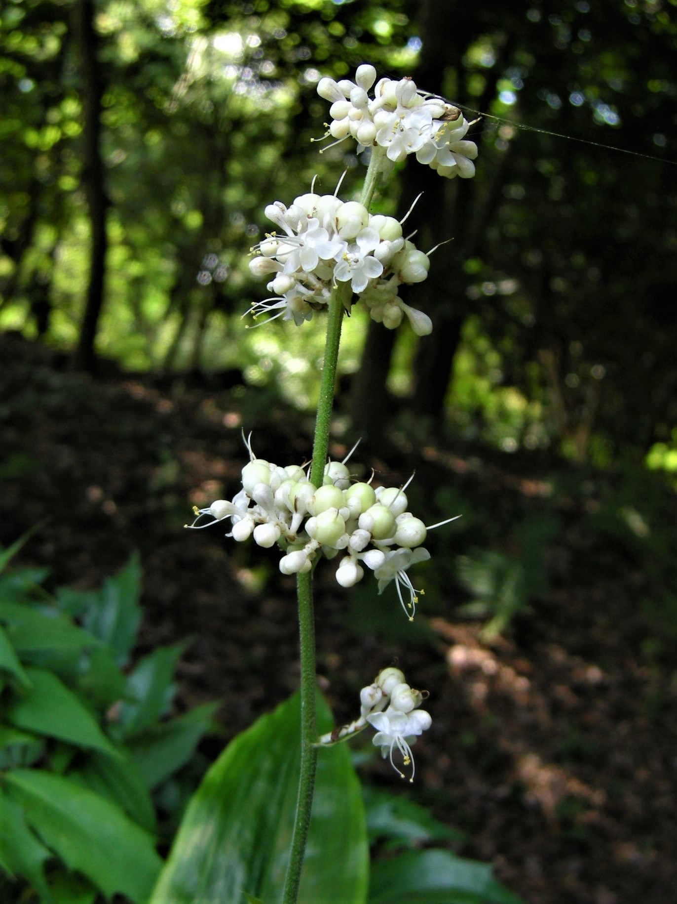 【中古】 花茗荷 86．《ヤブミョウガ（藪茗荷）》 | ニッセイ緑の財団ニュース